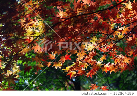 中野樓紀念堂的秋葉 中野樓紀念堂的秋葉 132864199