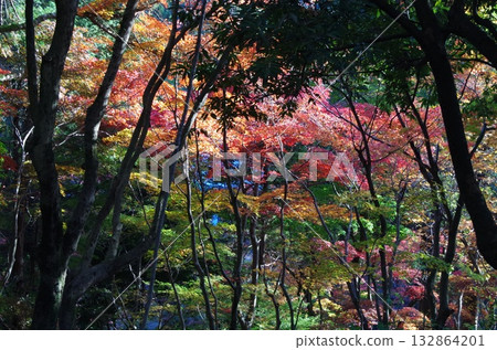 Autumn leaves at Nakano Tei Museum Autumn leaves at Nakano Tei Museum 132864201
