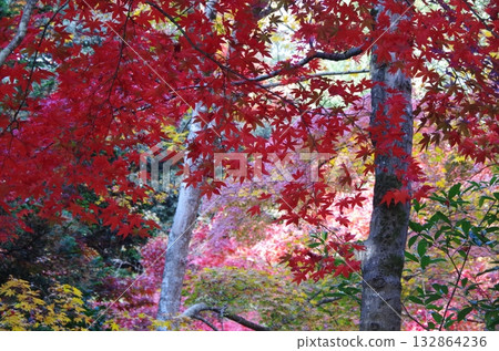 Autumn leaves at Nakano Tei Museum 132864236