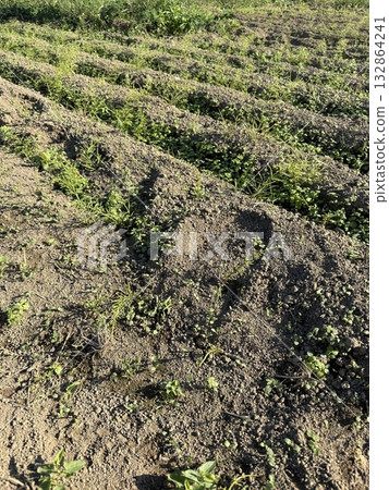 Weeds that grow quickly in the field Weeds that grow quickly in the field 132864241