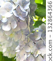 Hydrangea purple white 132864366