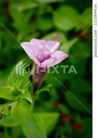 Purple flower 132864414