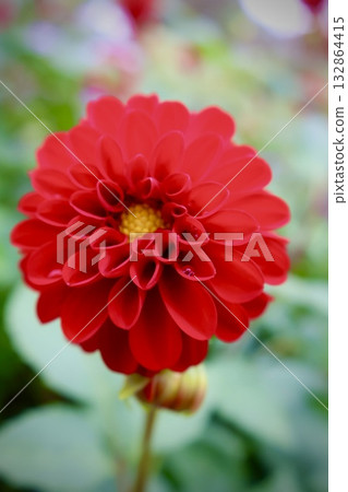 Red dahlia 132864415