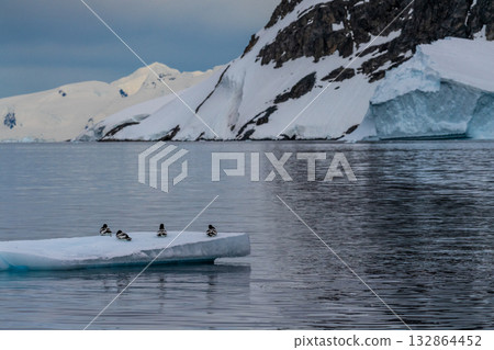 Cape Petrels resting on an iceberg 132864452