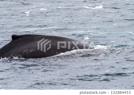 Detail of a humpback dorsal fin and blow hole 132864453