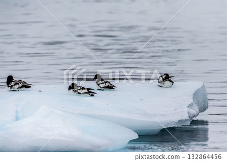 Cape Petrels resting on an iceberg 132864456
