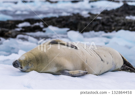 Crabeater Seal resting on a sheet of ice 132864458