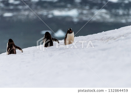 Gentoo colony at Danco Island Gentoo colony at Danco Island 132864459