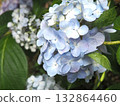 hydrangea   132864460