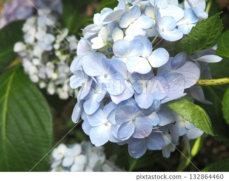 hydrangea hydrangea 132864460