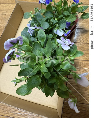 我買來放在花盆裡的花 我買來放在花盆裡的花 132864463