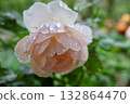 Rose wet with rain 132864470