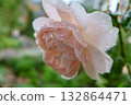 Rose wet with rain 132864471