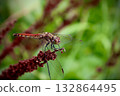 Red dragonfly 132864495