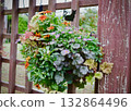 Plants displayed on a fence 132864496