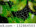 Water droplets on the spider web 132864503