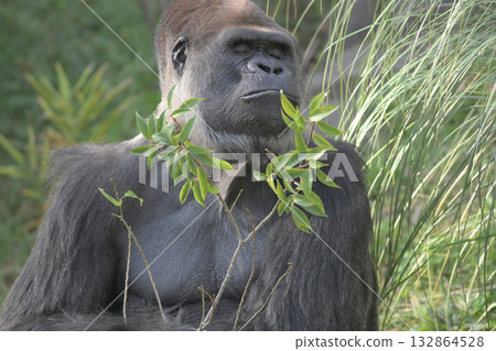 The gourmand gorilla closes his eyes, thinking, "Hmm, the smell of this leaf is irresistible." The gourmand gorilla closes his eyes, thinking, "Hmm, the smell of this leaf is irresistible." 132864528