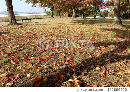 Autumn leaves and fallen leaves in a park along the Seta River 132864530
