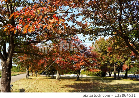 Autumn leaves and fallen leaves in a park along the Seta River 132864531