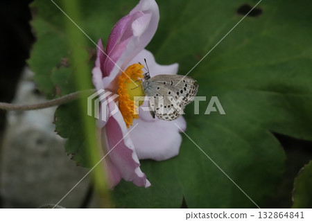 A Yamato Shijimi butterfly sucking nectar from a pink Japanese anemone flower blooming in an autumn garden 132864841