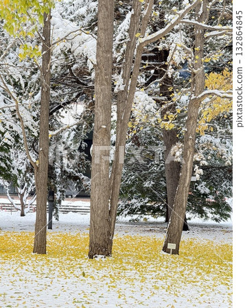 覆蓋著積雪的銀杏樹 覆蓋著積雪的銀杏樹 132864845