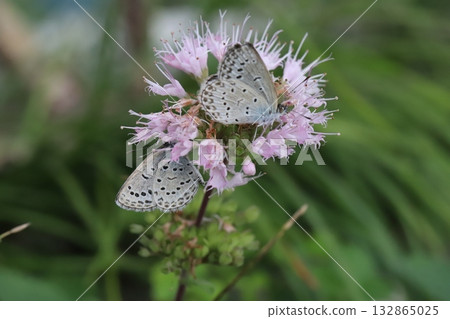 Two Yamato Shijimi butterflies sucking nectar from pink daisy flowers blooming in an autumn garden 132865025