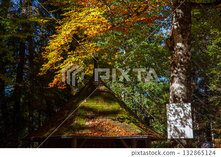 光影映照下的森林木屋屋頂 光影映照下的森林木屋屋頂 132865124