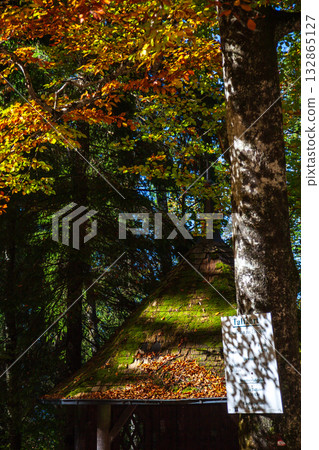 Forest cabin roof illuminated by light and shadow Forest cabin roof illuminated by light and shadow 132865127