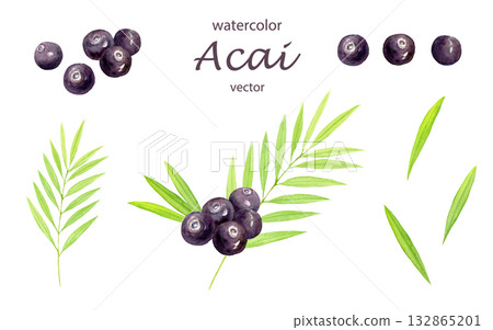 水彩巴西莓套裝向量圖 132865201