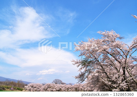 Cherry blossoms in full bloom, Yatsugatake Cherry blossoms in full bloom, Yatsugatake 132865360