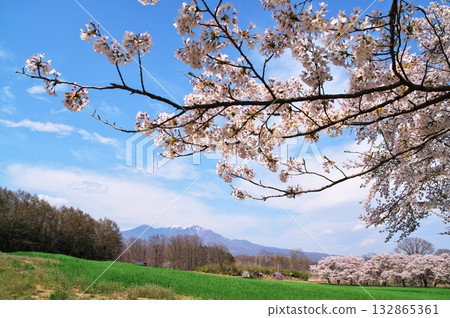 八岳櫻花盛開 132865361