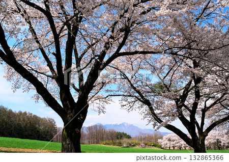 Cherry blossoms in full bloom, Yatsugatake 132865366