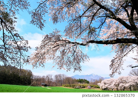 Cherry blossoms in full bloom, Yatsugatake 132865370