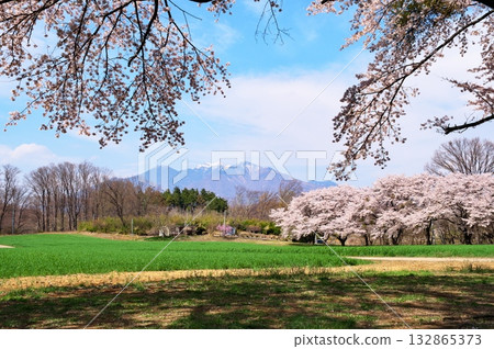 Cherry blossoms in full bloom, Yatsugatake 132865373