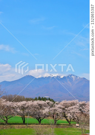 Cherry blossoms in full bloom, Yatsugatake Cherry blossoms in full bloom, Yatsugatake 132865387