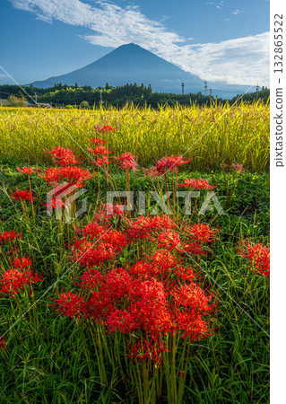 Cluster amaryllis blooming on the bank of a rice field and Mount Fuji Cluster amaryllis blooming on the bank of a rice field and Mount Fuji 132865522