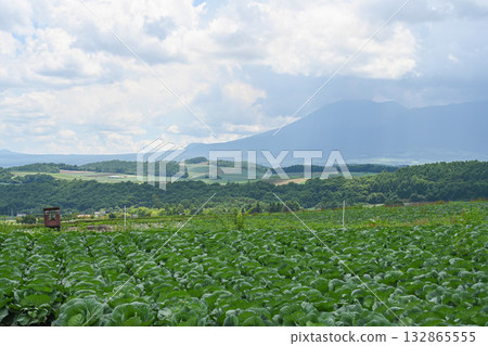 A view of a cabbage field on the plateau / Gunma Prefecture 132865555