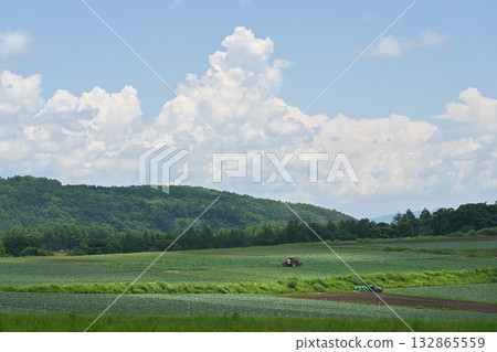 A view of a cabbage field on the plateau / Gunma Prefecture A view of a cabbage field on the plateau / Gunma Prefecture 132865559
