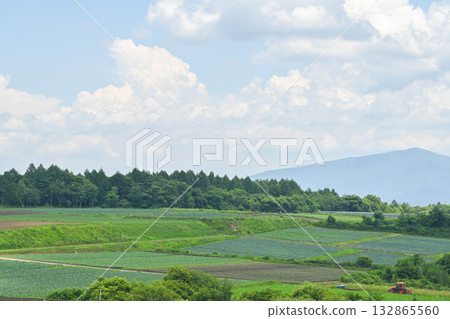 A view of a cabbage field on the plateau / Gunma Prefecture 132865560