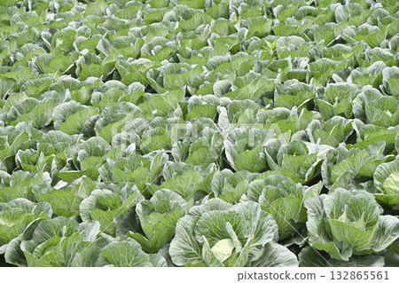 A view of a cabbage field on the plateau / Gunma Prefecture A view of a cabbage field on the plateau / Gunma Prefecture 132865561