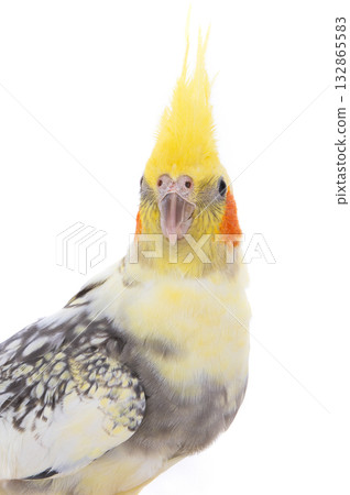 cockatiel  parrot isolated on a white background 132865583