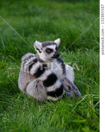 lemur sits on green grass 132865587