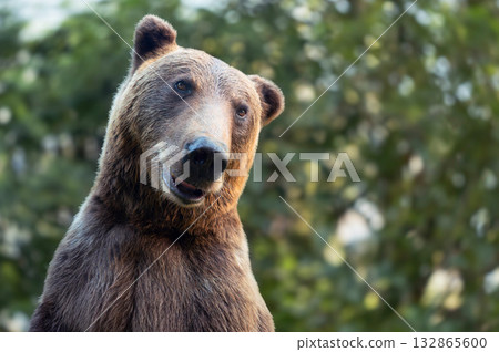 Grizzly bear in natural habitat observing surroundings during daylight hours 132865600