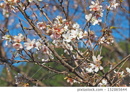 Winter cherry blossoms on Inui Street, Imperial Palace [Chiyoda Ward, Tokyo] 132865644