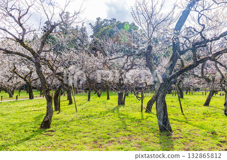 Kairakuen Park: Plum Garden in Full Bloom Kairakuen Park: Plum Garden in Full Bloom 132865812