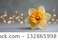 Close-up of a delicate yellow daffodil in focus, set against a grey background with golden bokeh lights creating a dreamy spring mood. St David s day  132865998