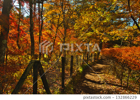 Autumn in Karuizawa, Shinshu - Autumn leaves at Kumoba Pond 132866229