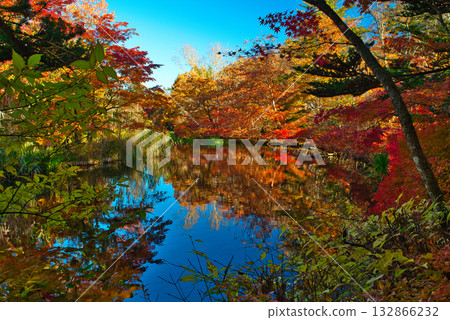 信州輕井澤的秋天－雲場池的秋葉 132866232