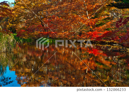 Autumn in Karuizawa, Shinshu - Autumn leaves at Kumoba Pond 132866233