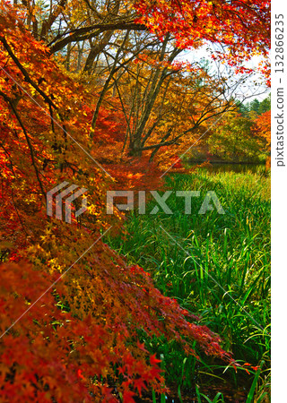 Autumn in Karuizawa, Shinshu - Autumn leaves at Kumoba Pond 132866235